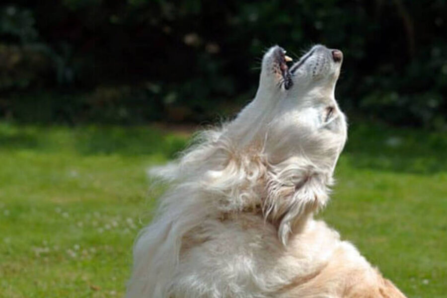 cane guaisce perché vuole richiamare l'attenzione