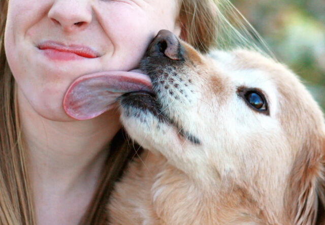 cane lecca la faccia di una ragazza