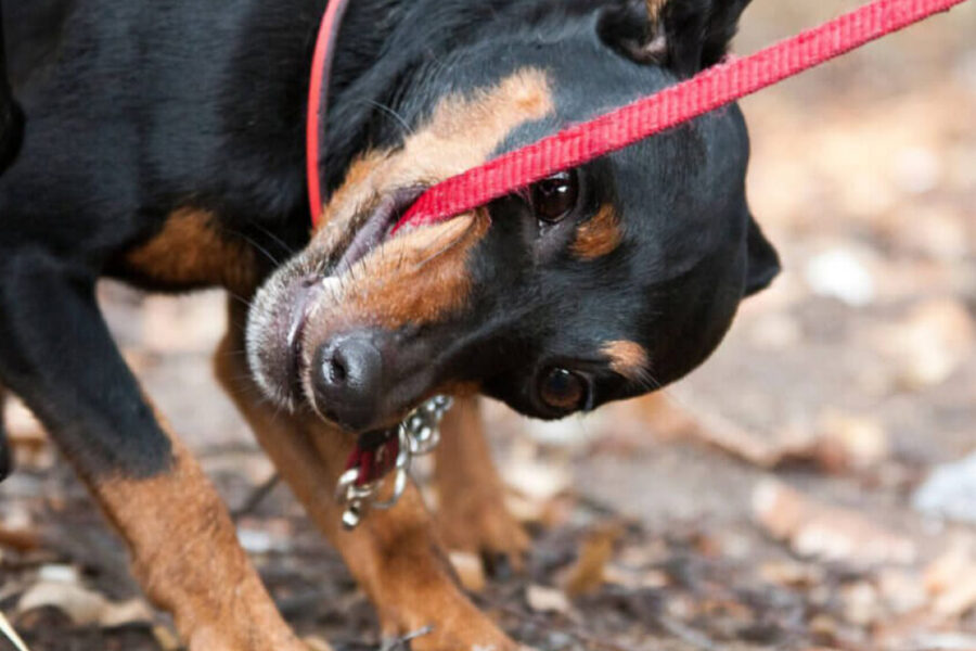 cane morde perché non vuole camminare