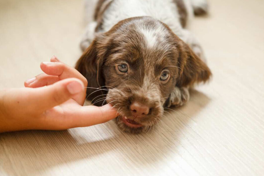 cane morde perché è cucciolo