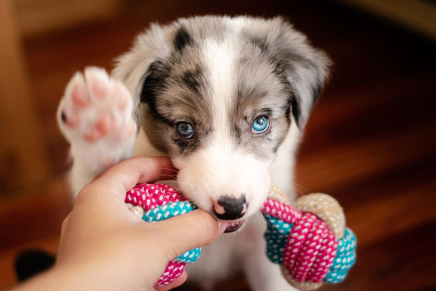 cane morde perché deve giocare