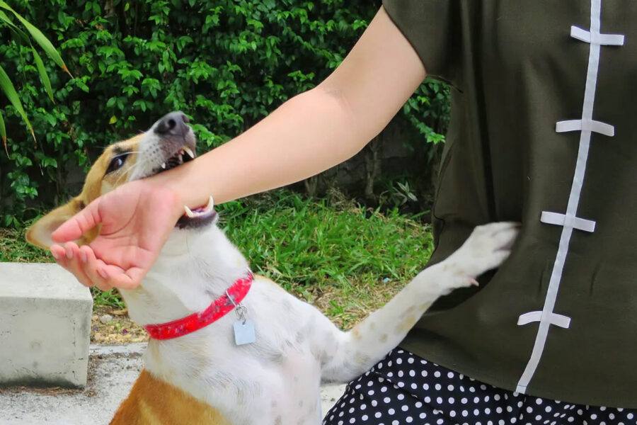 cane morde perché è a disagio