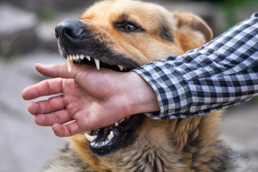cane morde perché ha mal di denti