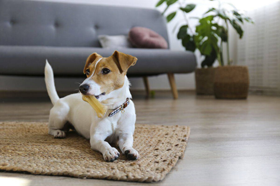 cane scodinzola con osso in bocca