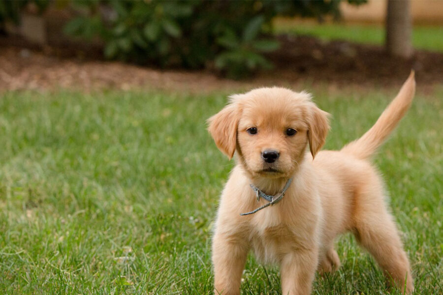 cucciolo di cane che scodinzola