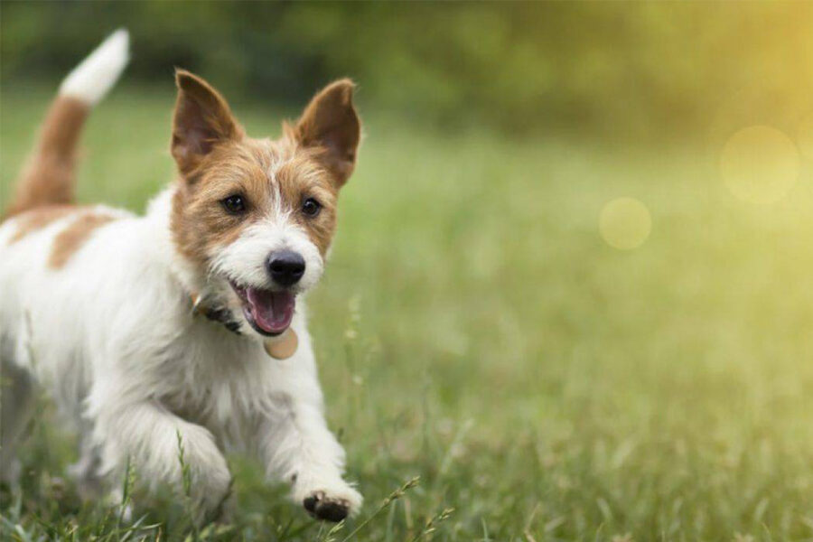 cane che corre e scodinzola