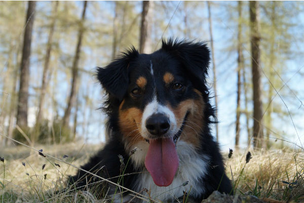 cane nero e marrone