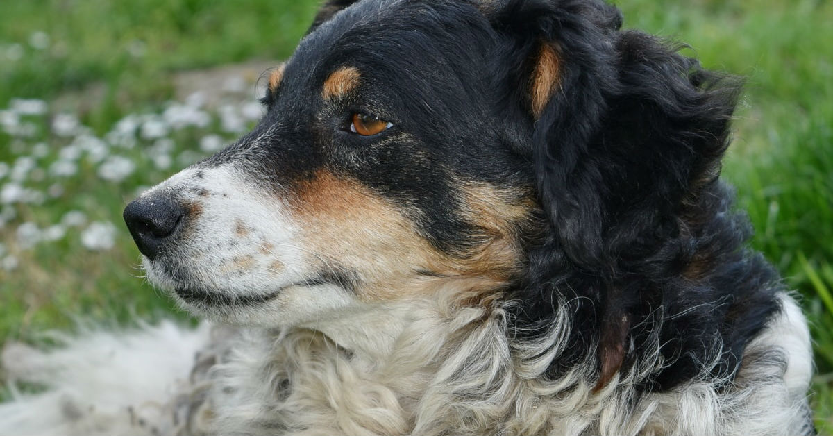 Perché i cani hanno il naso bagnato?