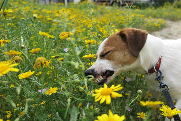 perché i cani mangiano l'erba