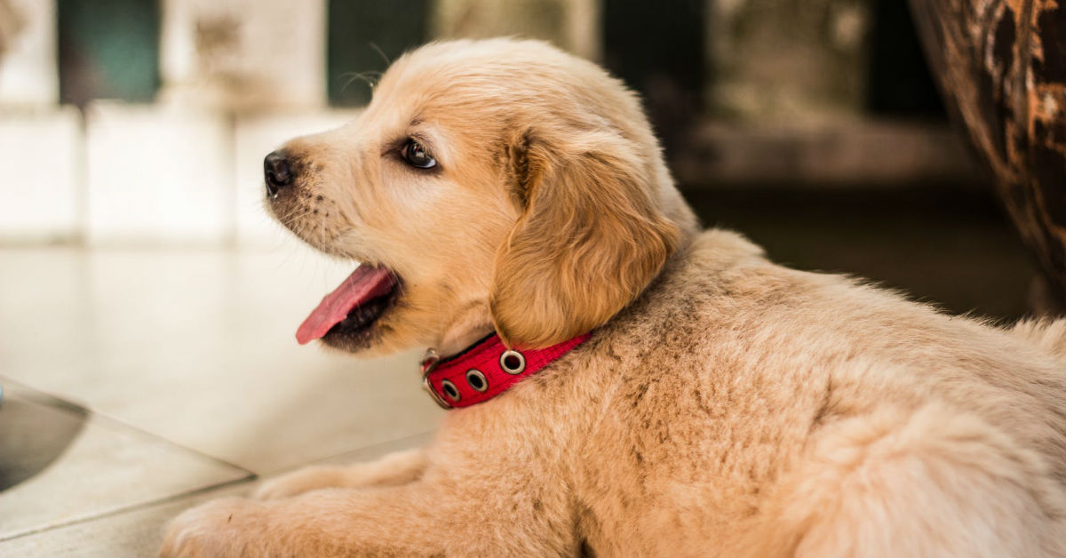 Perché i cani nascondono il cibo?