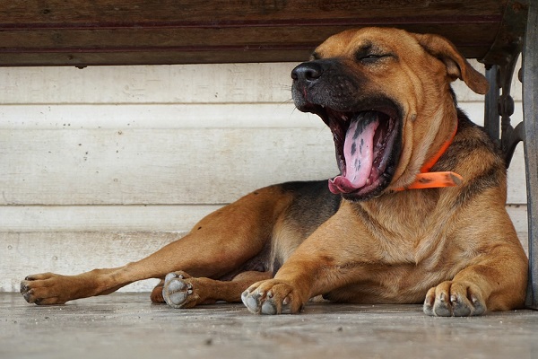 cane accucciato che sbadiglia