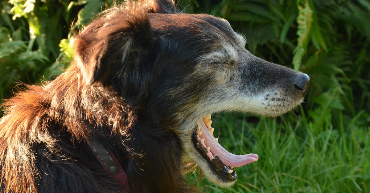 Stomatite nel cane: cause, sintomi e trattamento