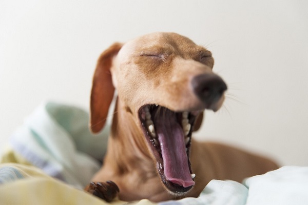 cane che ha sonno e sbadiglia 