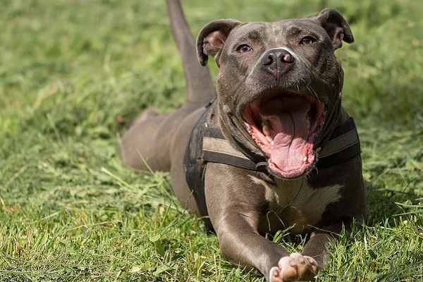 cane sul prato che sbadiglia