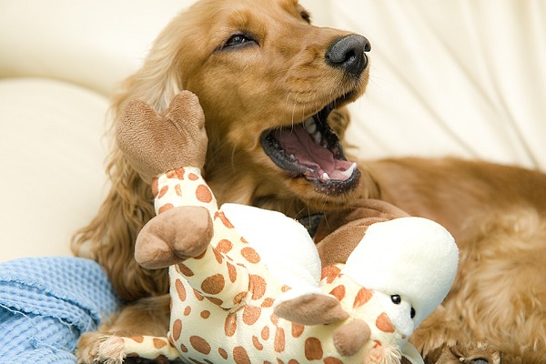 cane che sbadiglia accucciato