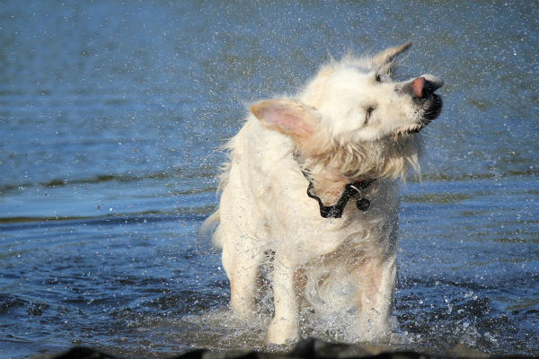cane bianco bagnato