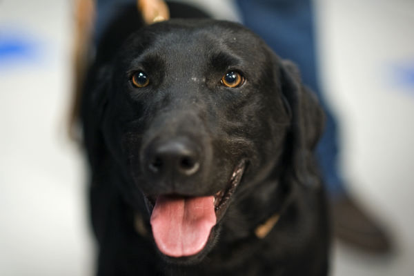 cane con la lingua di fuori