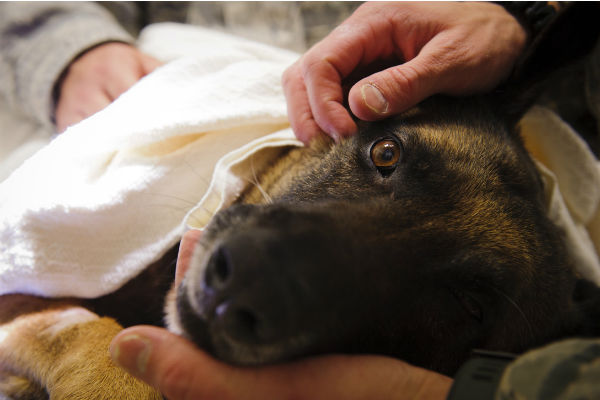 cane con la gastroenterite