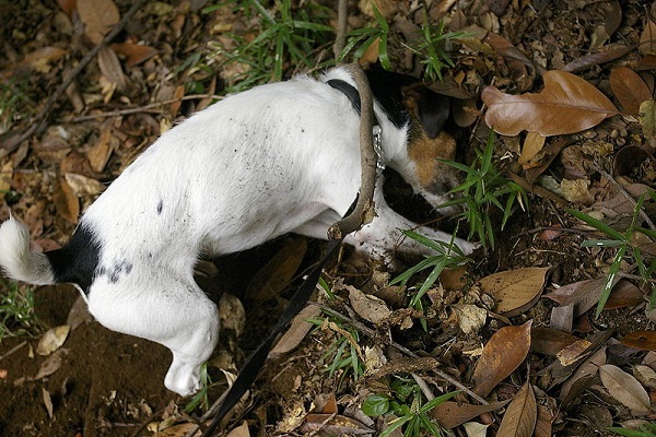 Perché il cane gratta il pavimento