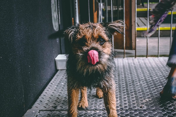 Perché il cane gratta il pavimento