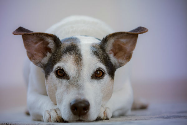 perché il cane guaisce