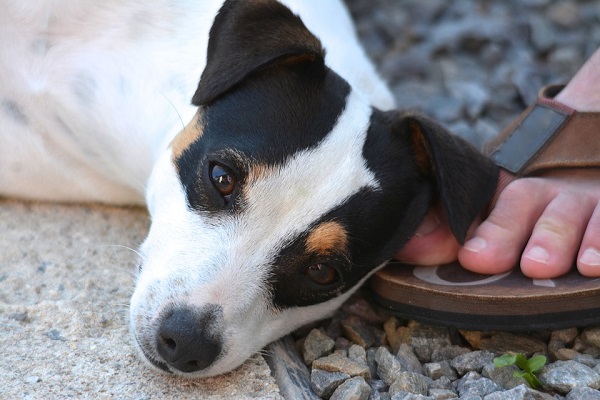Perché il cane lecca