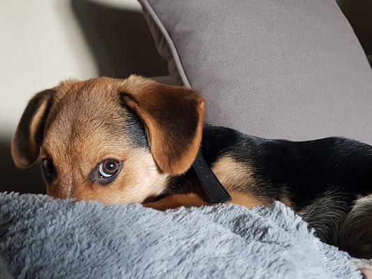 Perché il cane lecca
