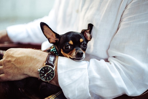 Perché il cane migliora la vita