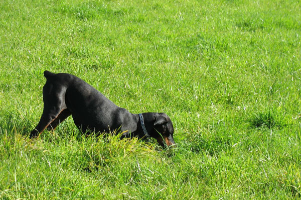 perché il cane scava