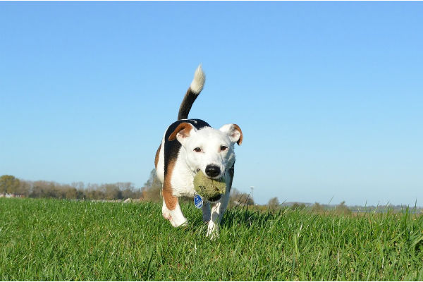 perché il cane scava