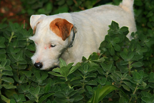 perché il cane scava