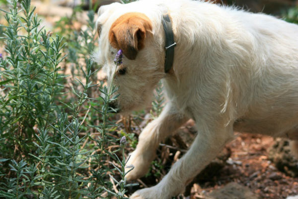 perché il cane scava