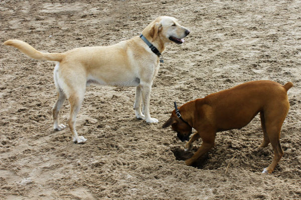 perché il cane scava