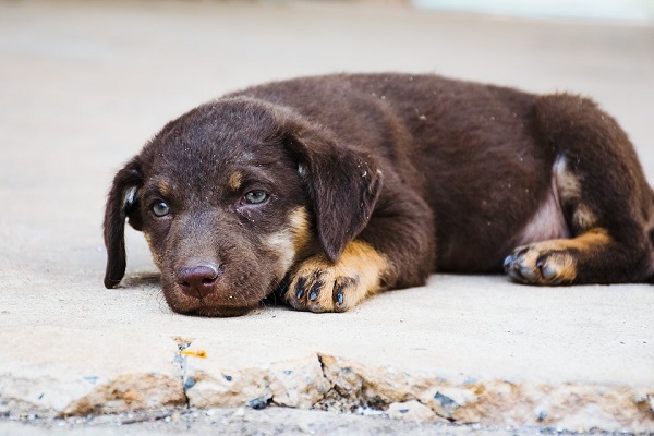 cane malinconico