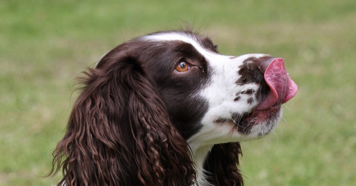 Perché il cane si lecca i genitali?