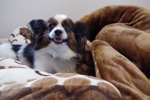 cane sul letto