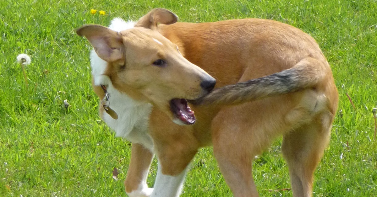 Perché il cane si morde la coda?