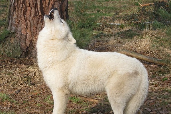 Perché il cane ulula