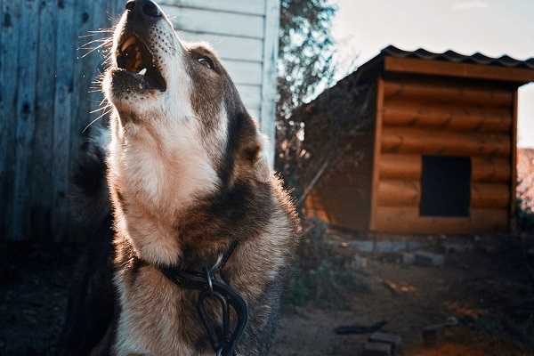 comunicazione sonora del cane