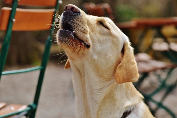 Perché il cane ulula