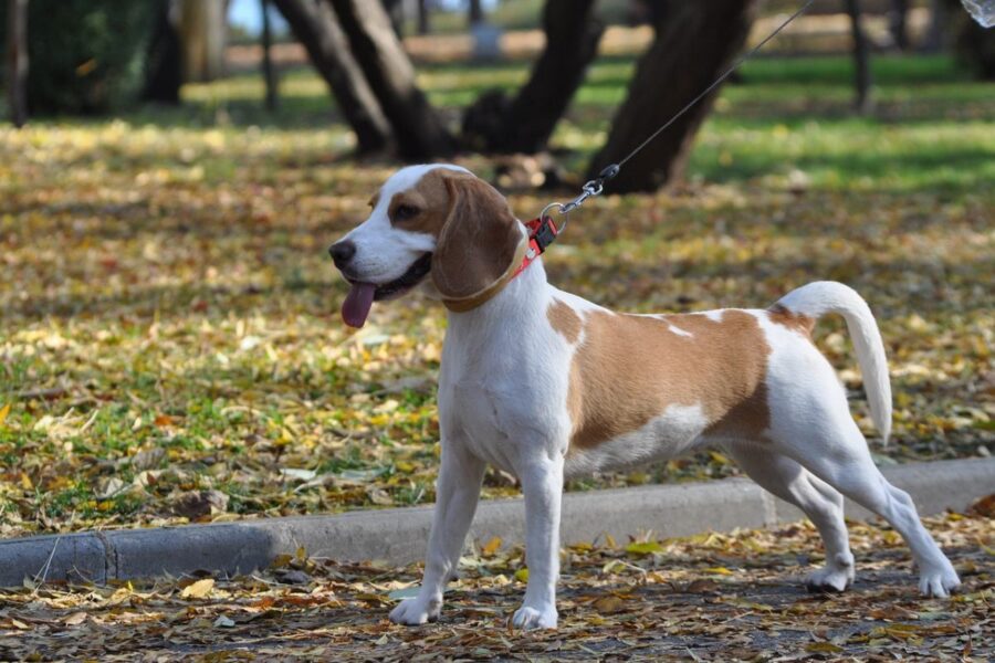 beagle al guinzaglio