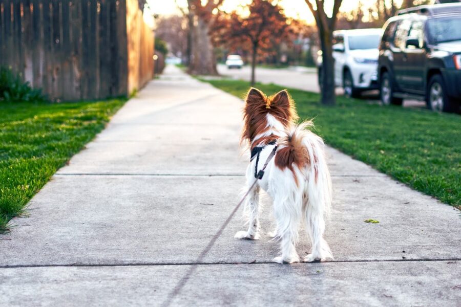 cane al guinzaglio