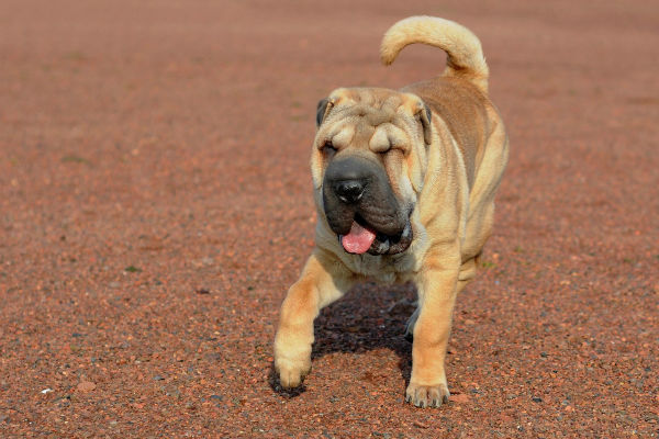 cane che cammina