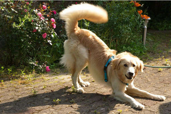 Posizioni Del Cane Quando Sta Male Quali Sono E Cosa Significano