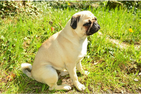 Posizioni Del Cane Quando Sta Male Quali Sono E Cosa Significano