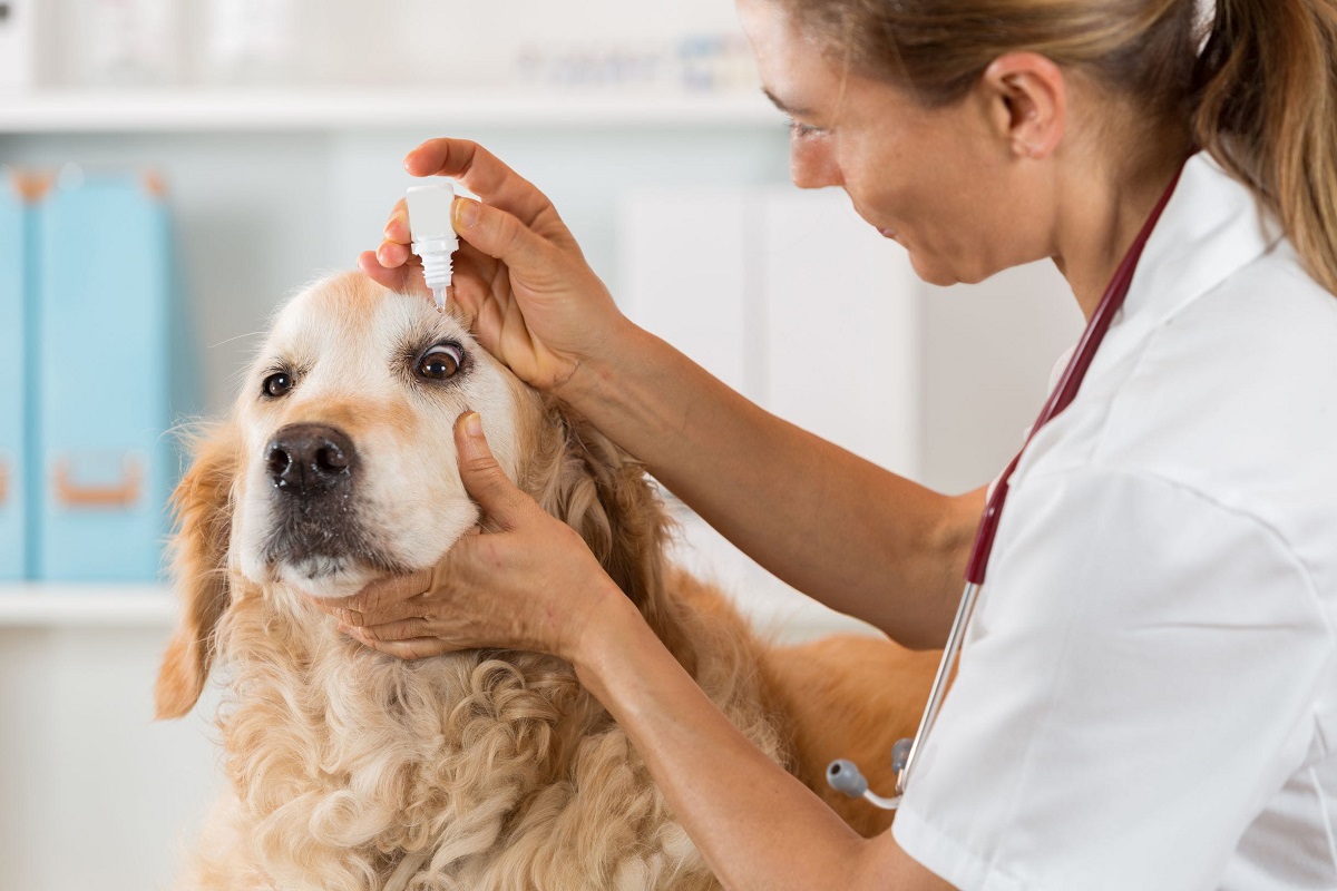 cane dal veterinario per pulizia occhi