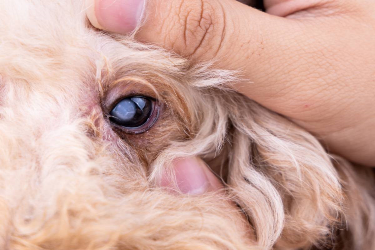 analizzare occhio del cane