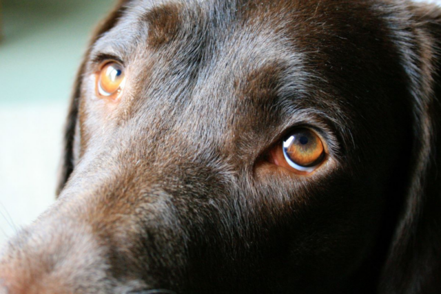 Pulire gli occhi di un cane, guida completa: attenzioni, rimedi casalinghi e prodotti utili