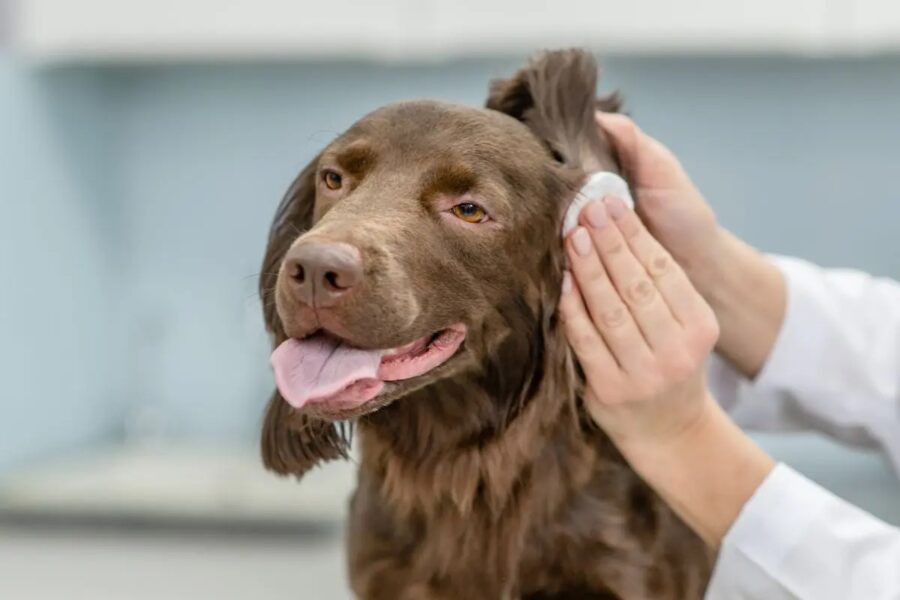 veterinario pulisce orecchie del cane