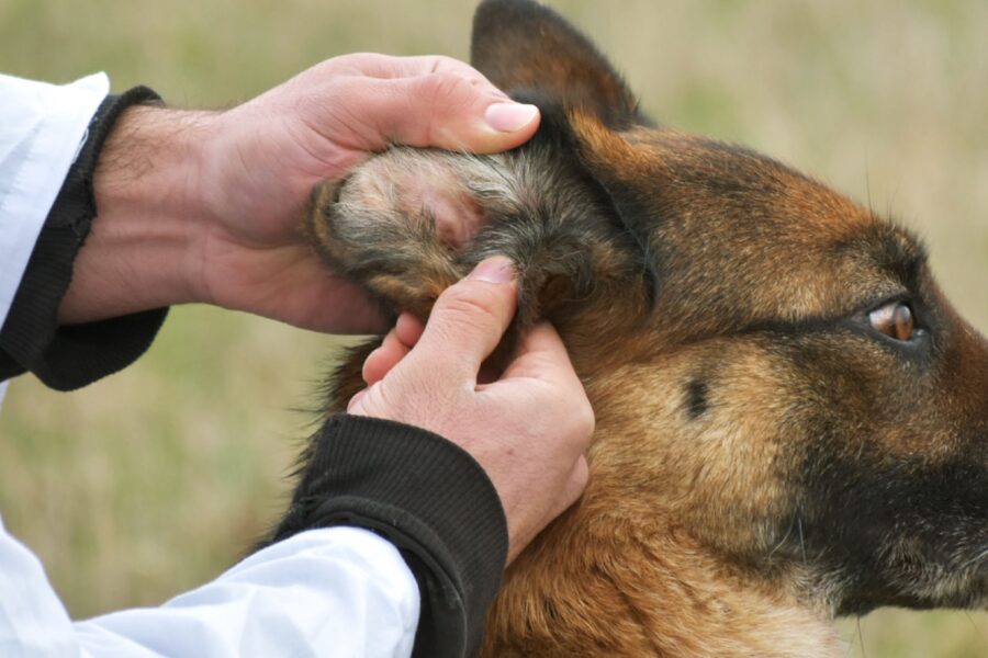 ispezione orecchie cane